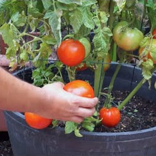 Eco-friendly gardening tools