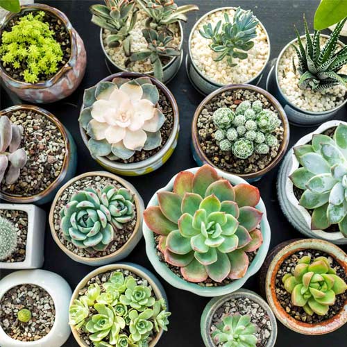 Indoor plants for clean air
