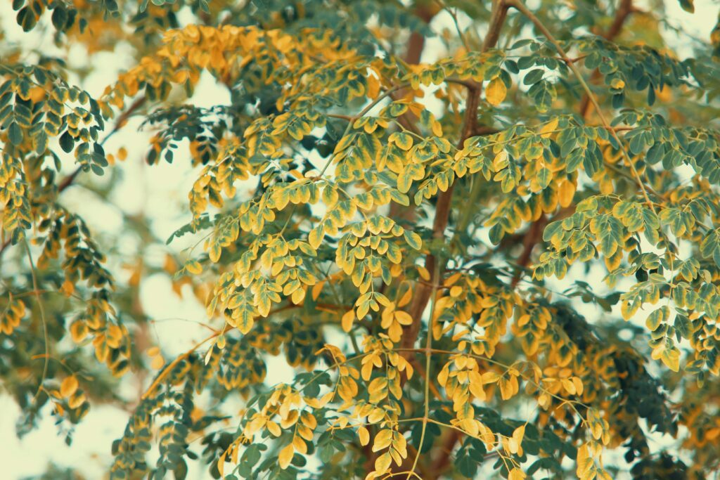 Moringa tree growing in a pot on a small urban balcony