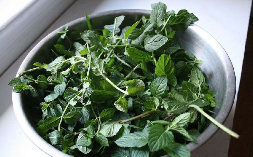 Green mint leaves thriving in a small container.