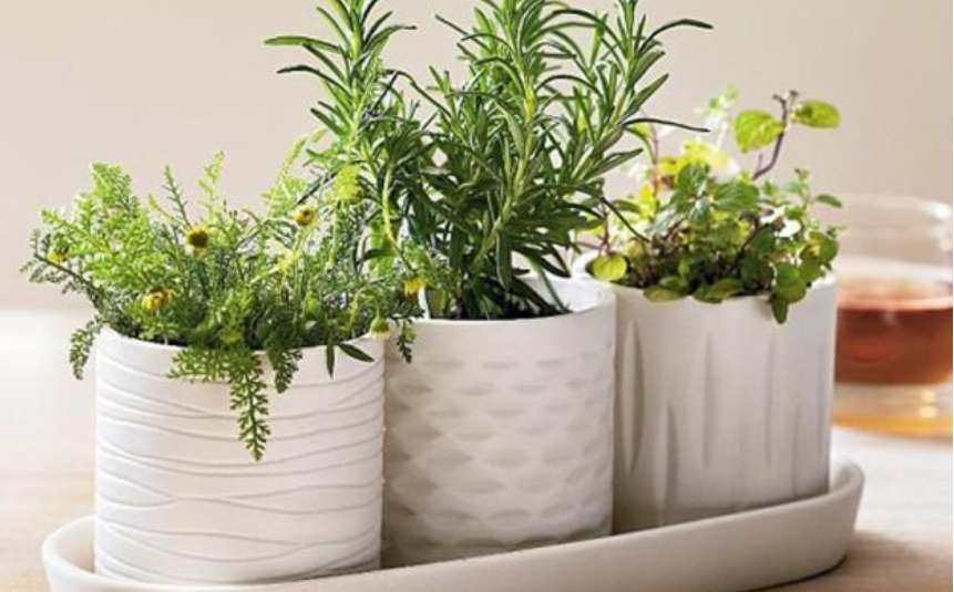 Bright green parsley growing in a decorative kitchen pot.
