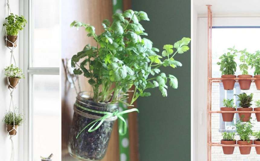 Cilantro growing in small pot on balcony