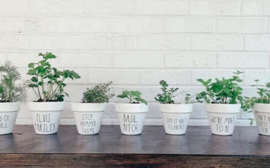 Thyme plant in terracotta pot on kitchen counter.