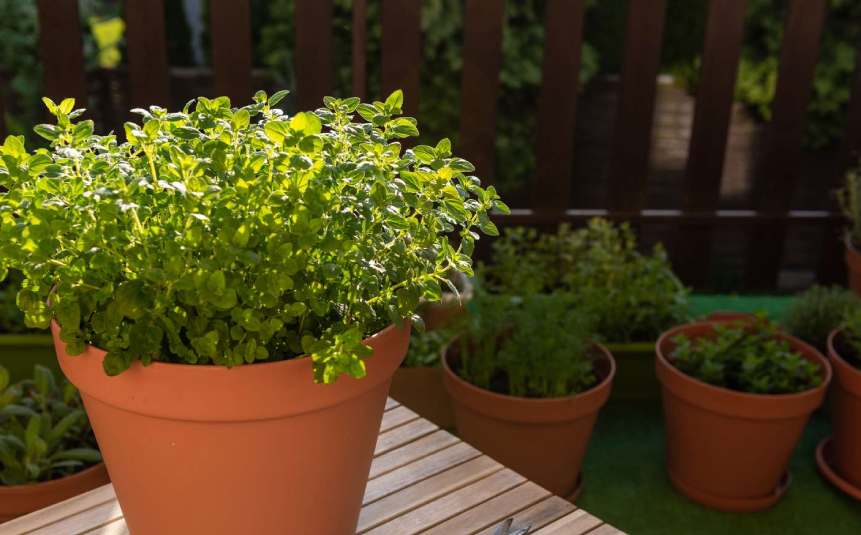 Oregano growing lush in a clay pot.