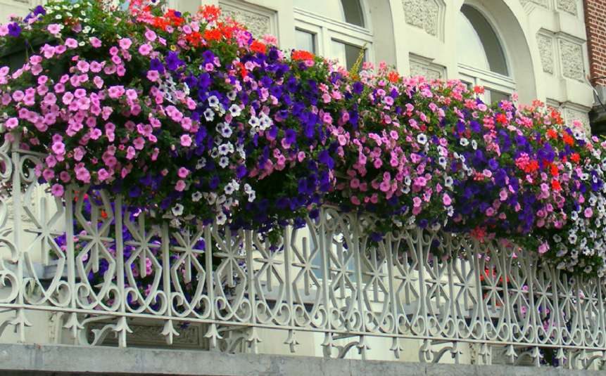 Lavender flowers blooming in a container on balcony.