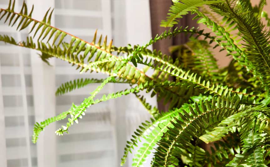 Boston fern thriving in low-light humid bathroom corner