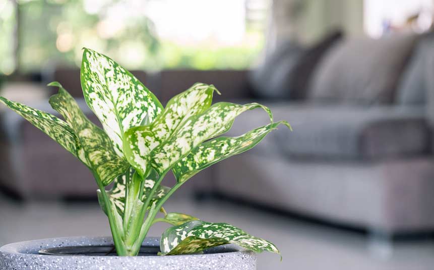 Chinese evergreen plant with colorful leaves in low-light space