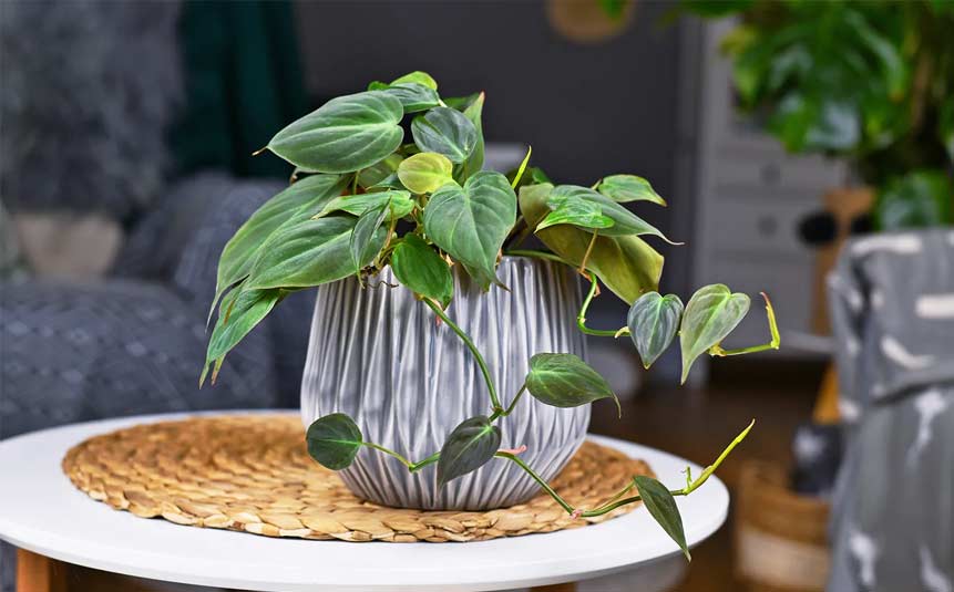Heartleaf philodendron trailing in low-light living room