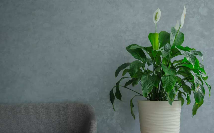Peace lily plant blooming in low-light bedroom