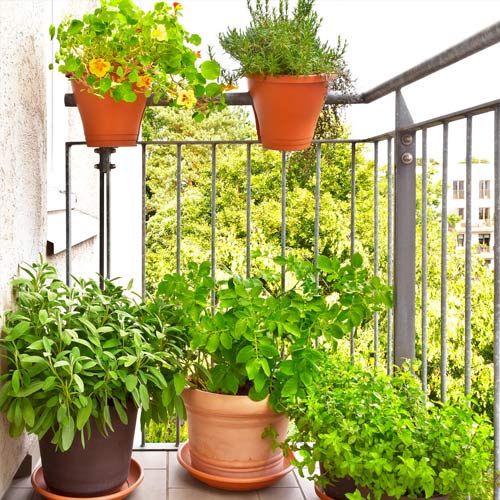 Small balcony with pots of herbs like basil, mint, and parsley