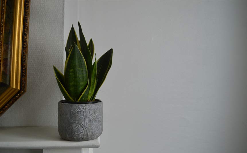 Snake plant in decorative pot in low-light office