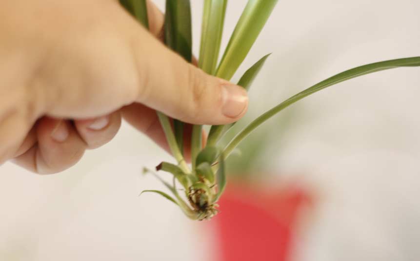 Spider plant producing baby offshoots in low-light room