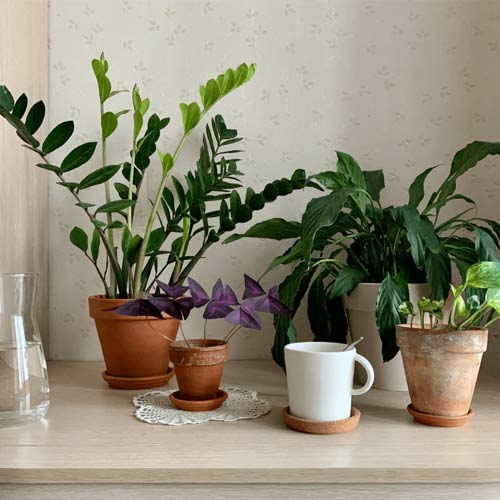 best houseplants for low light